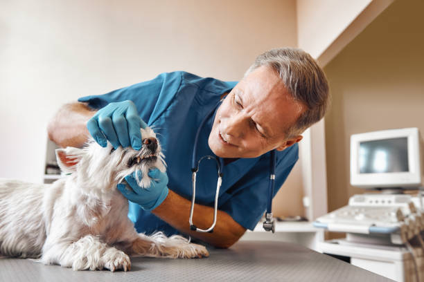 Best After-Hours Dental Care in Roosevelt, NJ